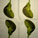 035 Calla - 3-ply